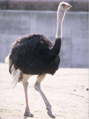 ガルちゃん動物園！
