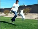 【天才犬】飼い主といっしょになわとびしちゃう犬【覚えた芸は200以上】 - niconico