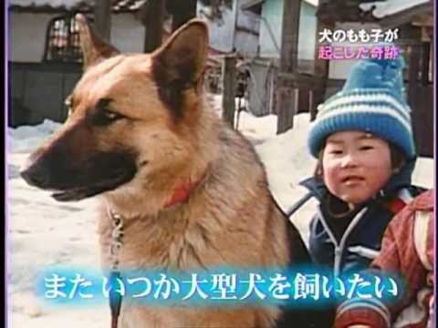 (感動)毎日ゴミを拾い続け知事感謝状を贈呈された犬のもも子 - YouTube