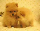 ポメポメ動画 - niconico