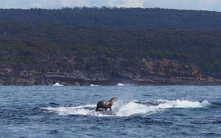 クジラの背に乗るアシカの写真が話題 | ナショナルジオグラフィック日本版サイト