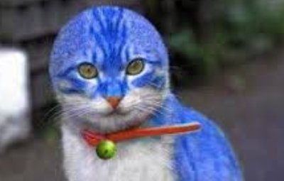 中国で実写版 ドラえもん が製作中 ドラえもん役が本物の猫なんだけどｗｗｗ ガールズちゃんねる Girls Channel