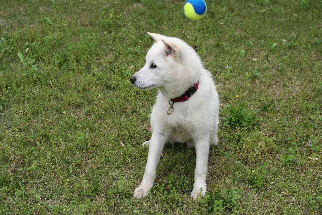 飼い主らを襲って射殺された紀州犬、ベランダに繋がれて劣悪な環境で飼育されていた！ - IRORIO（イロリオ）