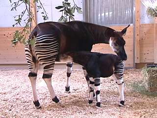 ガルちゃん動物園！