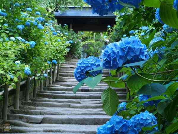 寒色系の画像を貼るトピ