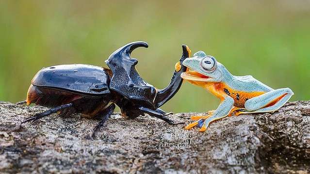 クスッとくる画像を貼るトピ
