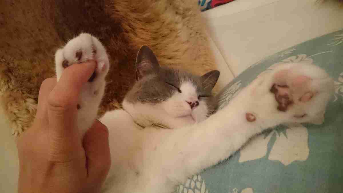〈猫の気持ち〉人間に飼われてるあるある