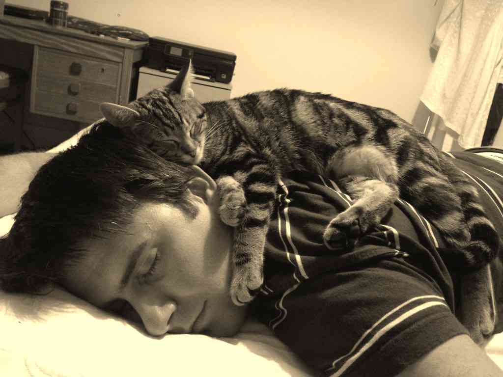 イケメンと猫を貼るトピ