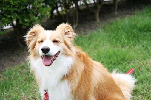 ボーダーコリー飼ってる人、好きな人！