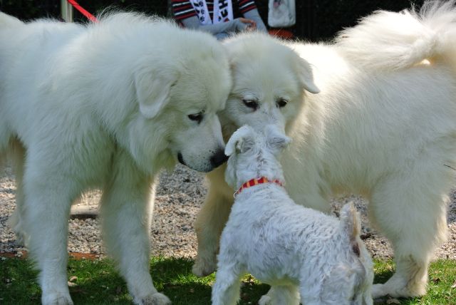 可愛い犬の画像下さい