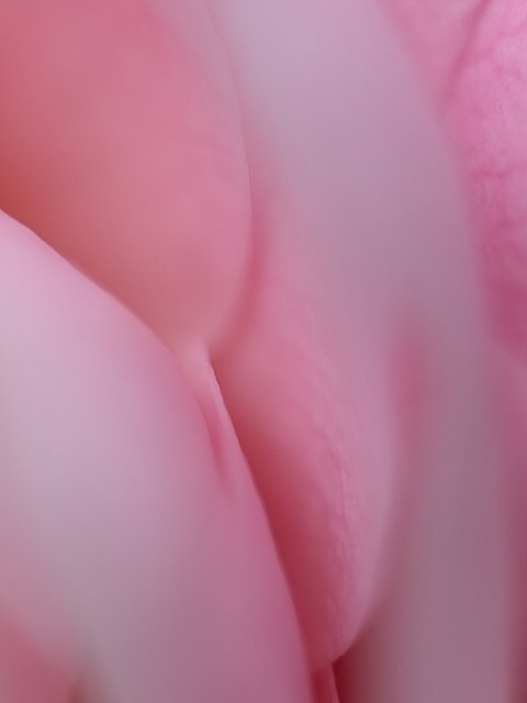 【閲覧注意】…じゃなかった画像