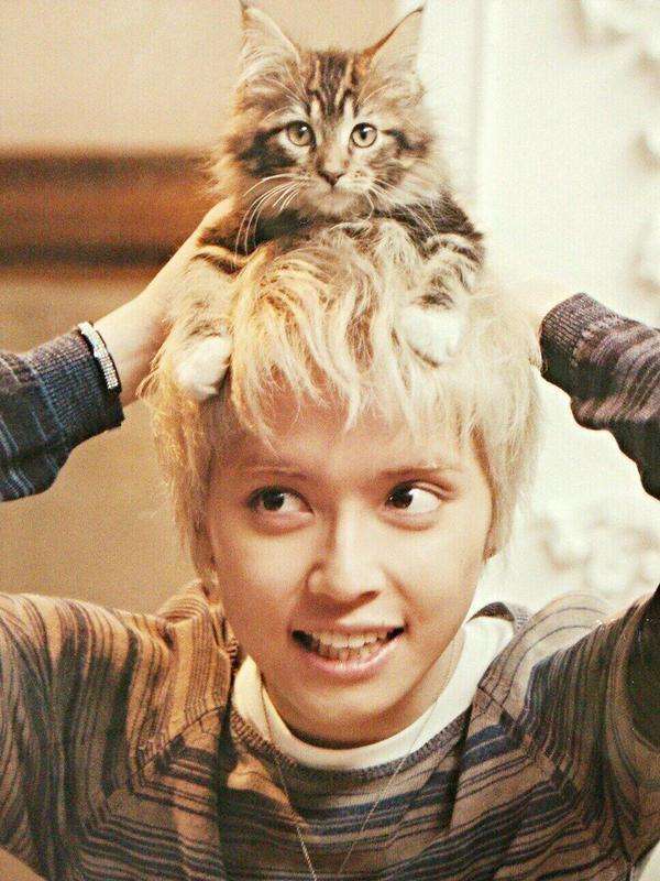 イケメンと猫を貼るトピ