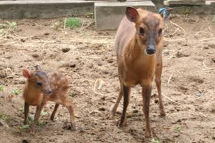 ガルちゃん動物園！