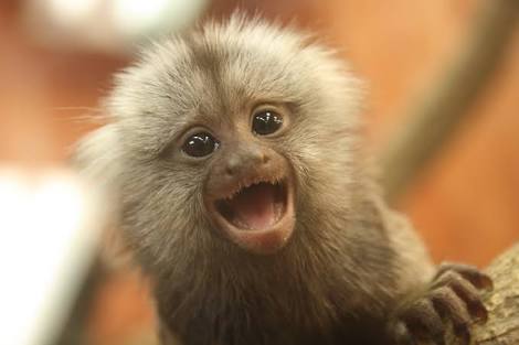 ガルちゃん動物園！