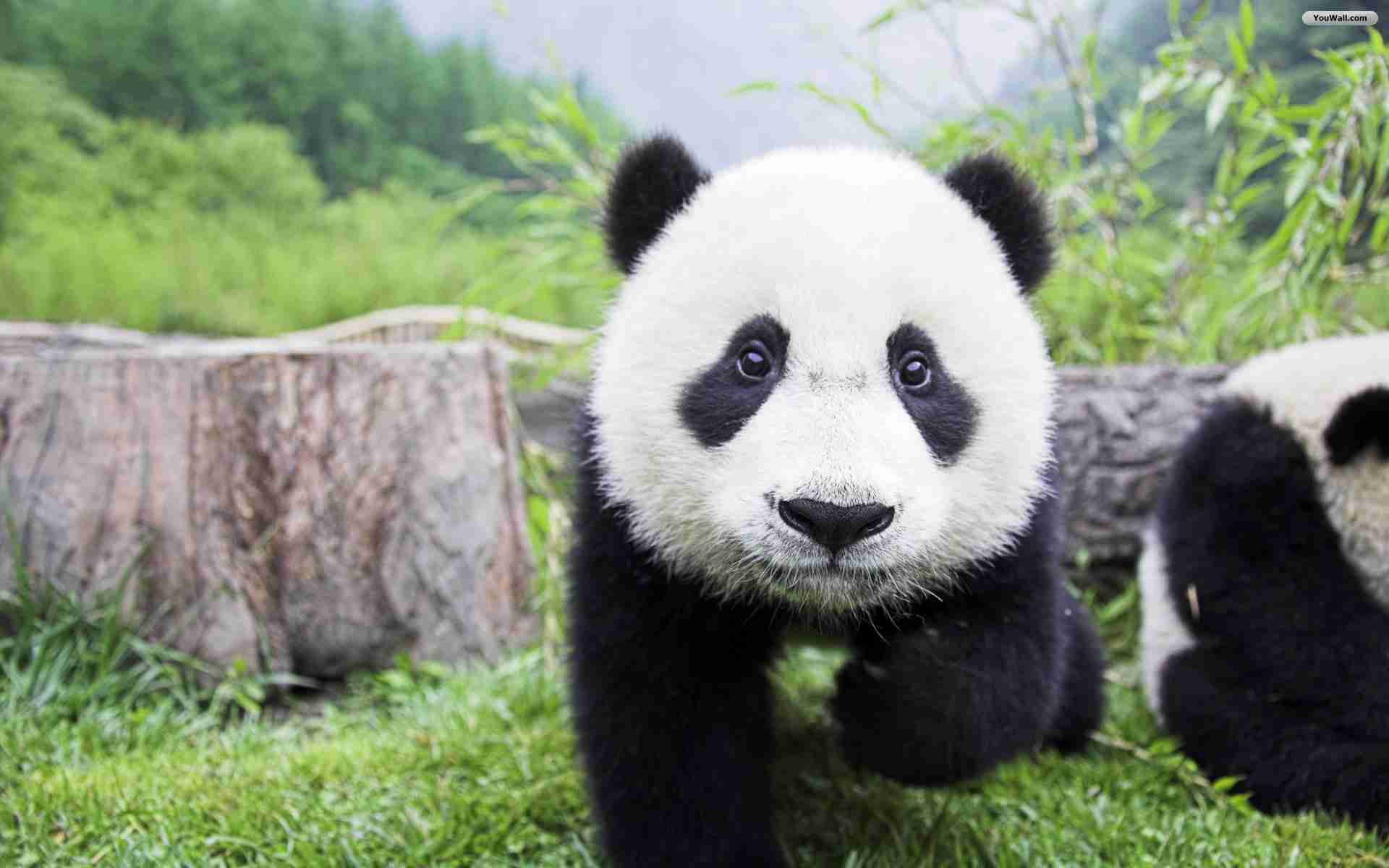 ガルちゃん動物園！
