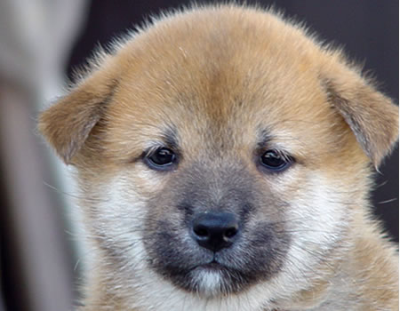 似てると言われて嬉しくなかった人(動物可)