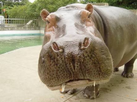 ガルちゃん動物園！