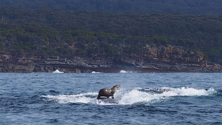 オットセイがザトウクジラで優雅に波乗りサーフィン？！ | ANIMALive