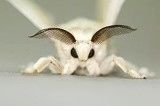 【もふもふ】近くで見ると意外にかわいい蛾の画像まとめ - NAVER まとめ