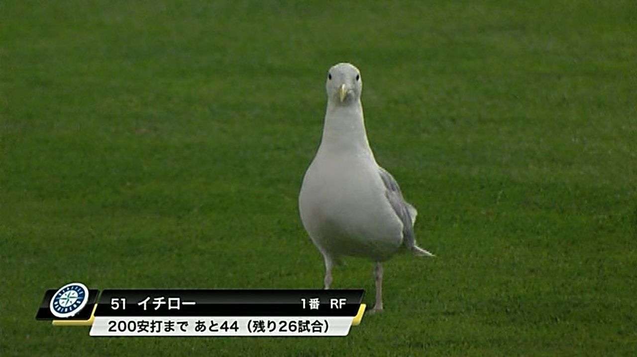 【閲覧注意】…じゃなかった画像