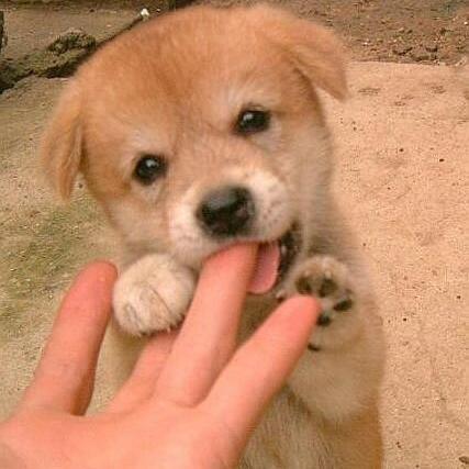 可愛い犬の画像下さい