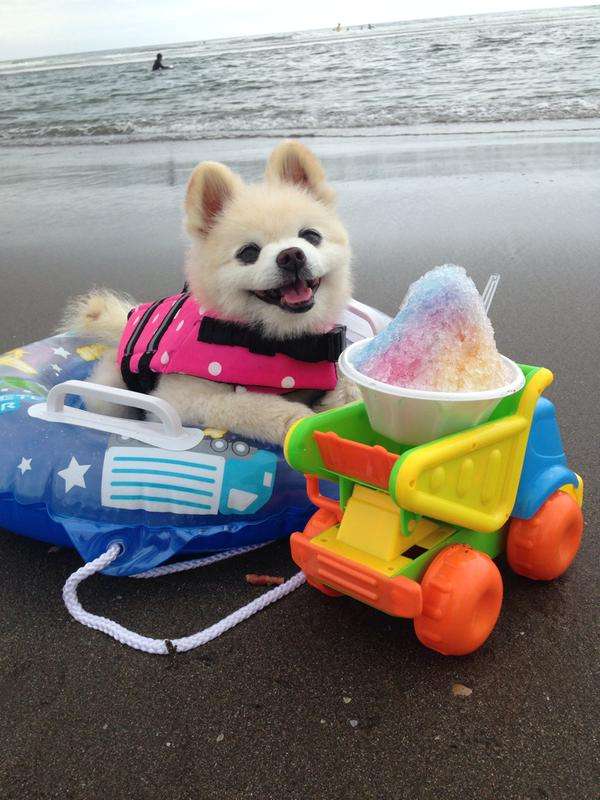 可愛い犬の画像下さい