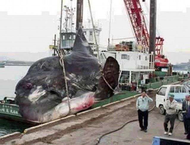 大きな生き物の画像を貼るトピ