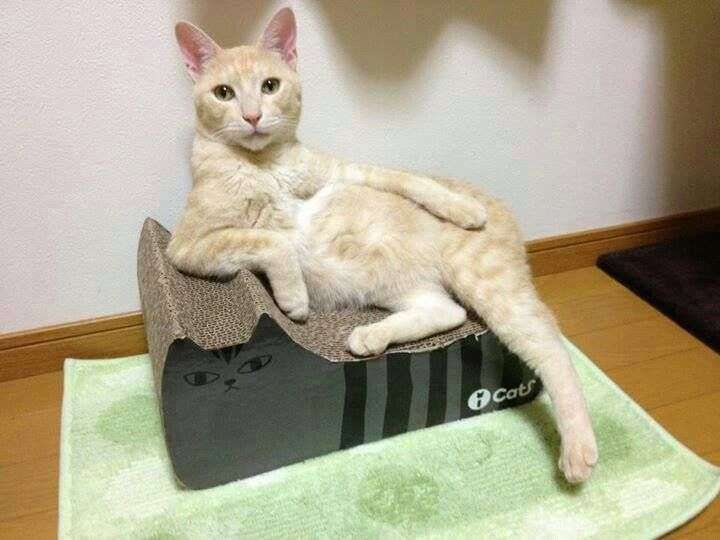 素敵な決めポーズの画像をください