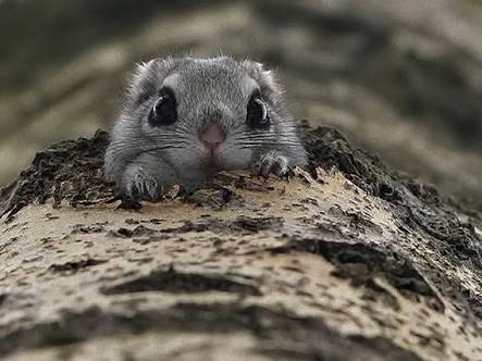 ガルちゃん動物園！
