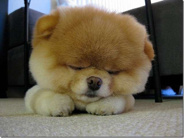 可愛い犬の画像下さい