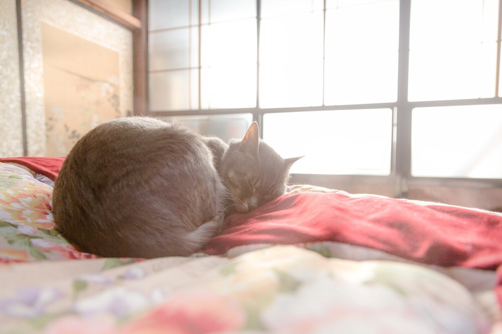 猫のいる生活あるある
