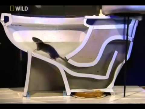 ネズミは動物界の忍者であることがよくわかる動画 - YouTube