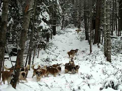 Lasquite Saints Jan 2012 - YouTube