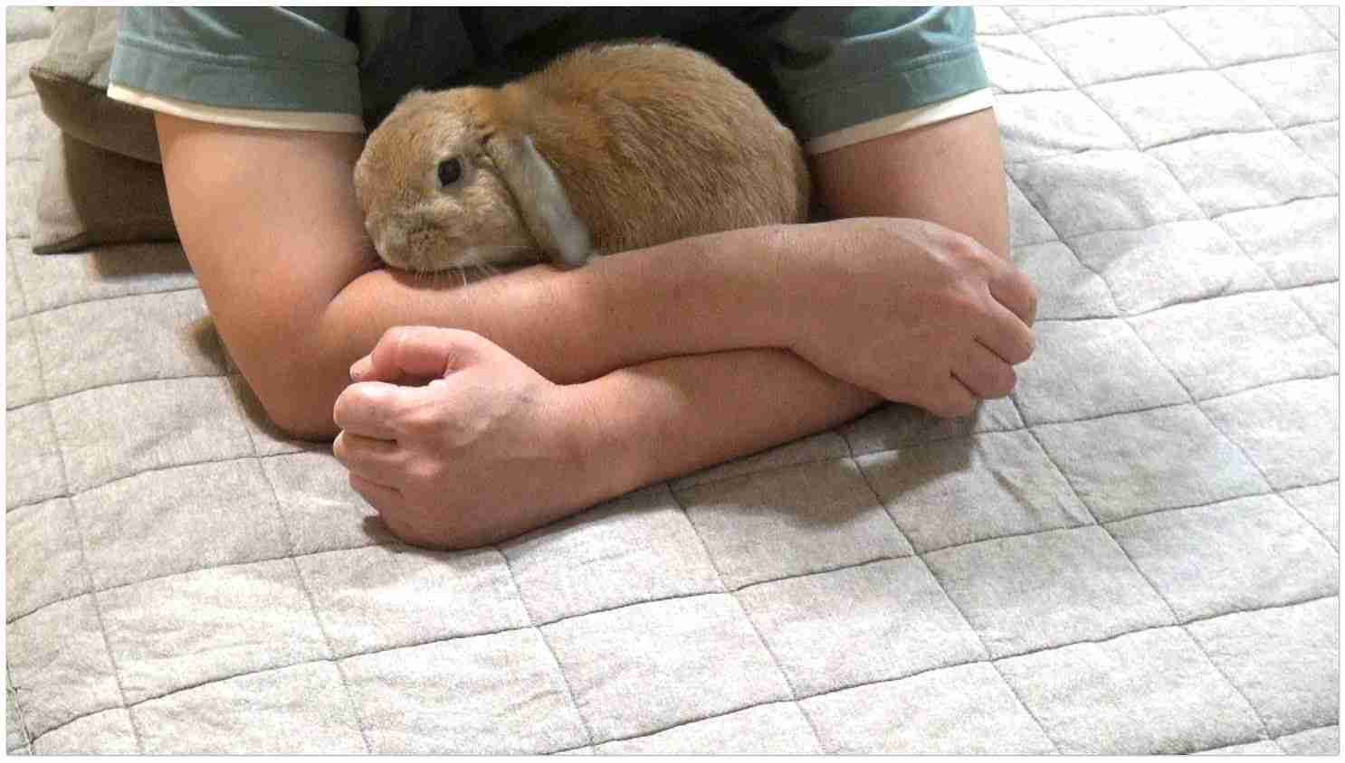 顔撫でしてくれ位置合わせ          （チャップ・ダンダンウー） - YouTube