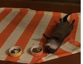 同棲報道の大野智 ジャニーズ事務所の説得ですでに別れを決めた？