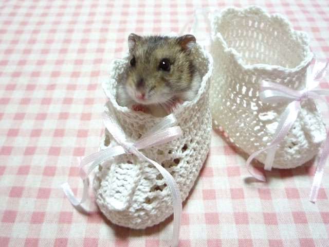 可愛い靴下の画像ください。