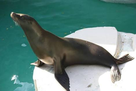 ガルちゃん動物園！