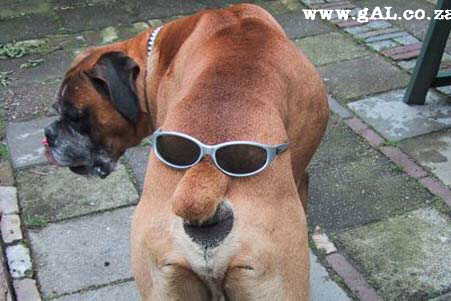 可愛い犬の画像下さい
