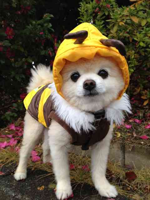 可愛い犬の画像下さい