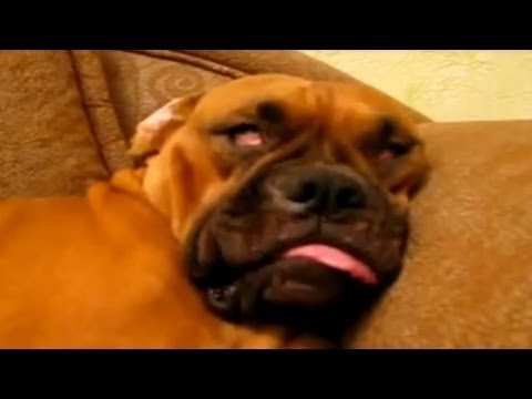 Sleeping Dogs Compilation - YouTube