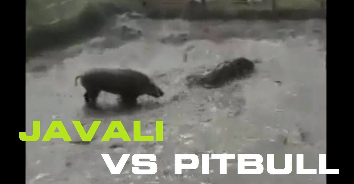 JAVALI VS PITBULL - YouTube