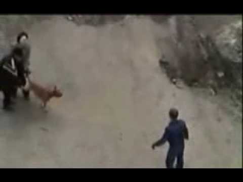 Russian Police Kill a Pit bull WARNING *Graphic* - YouTube