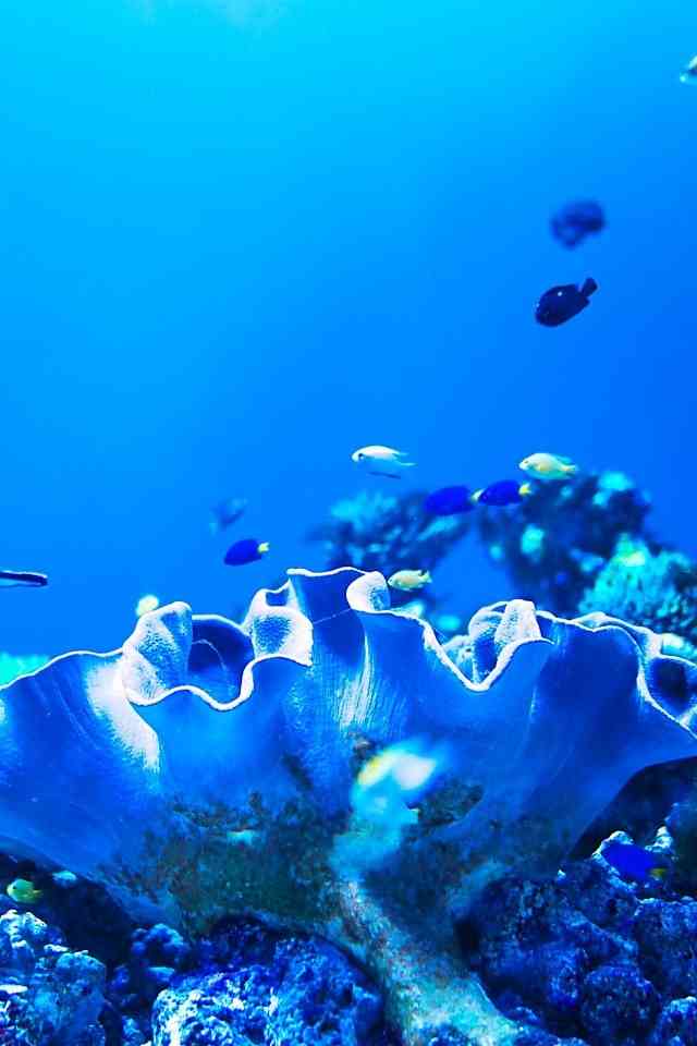 綺麗な海中の画像貼って〜