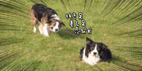 牧羊犬は休憩時間に何をしているのか？こうだった。 : カラパイア