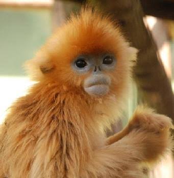 ガルちゃん動物園！