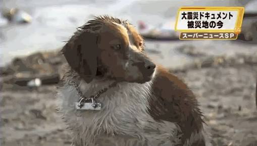 ペットの防災対策
