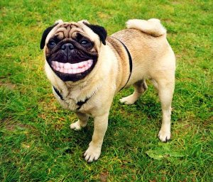 可愛い犬の画像下さい