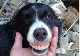 可愛い犬の画像下さい