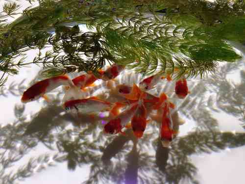 「香辛料”デスソース”を陰部に塗りつけた」…監禁と暴行の容疑で男2人を再逮捕