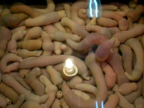 ウネウネと動くユムシ - YouTube